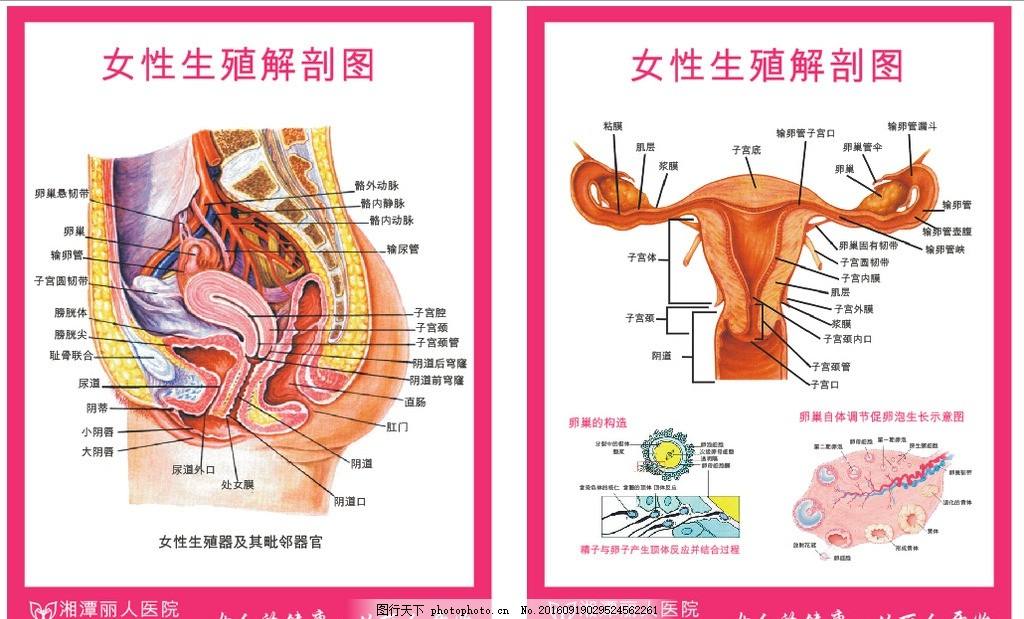 你真的了解你自己吗？其实你还没有我了解你（附身体解剖图）