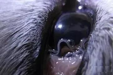 解答宠物问题,关于宠物的问题和答案大全