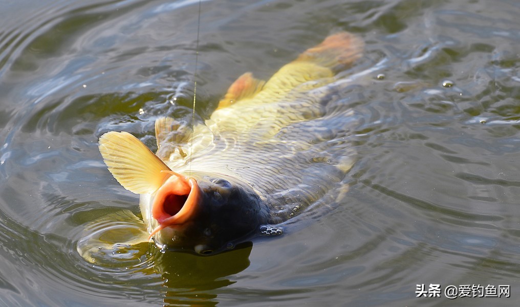 夏季黑坑垂钓大鲤鱼正当时,掌握小药和饵料的搭配技巧是关键