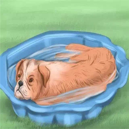 狗狗中暑了怎么办最快解决方法,狗狗中暑了是啥样子