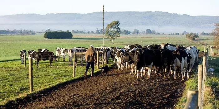 澳洲牛奶销量,澳洲的牛乳钙涨价了吗