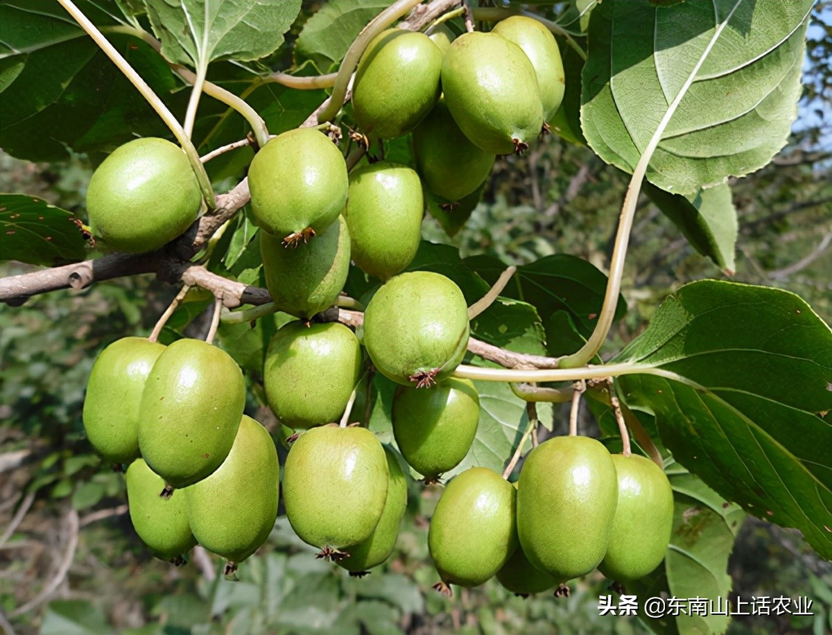 产业振兴之猕猴桃种植,农业猕猴桃种植致富项目
