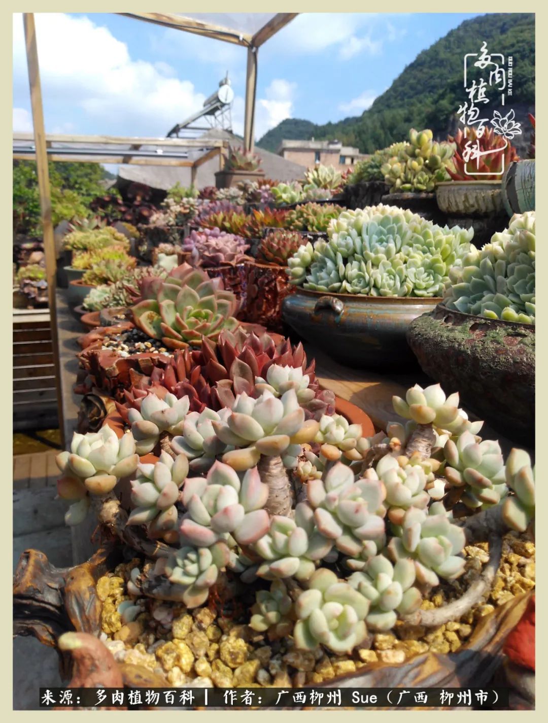 艳阳高照凉爽贵州,我要勤快地捕捉美好!(二)