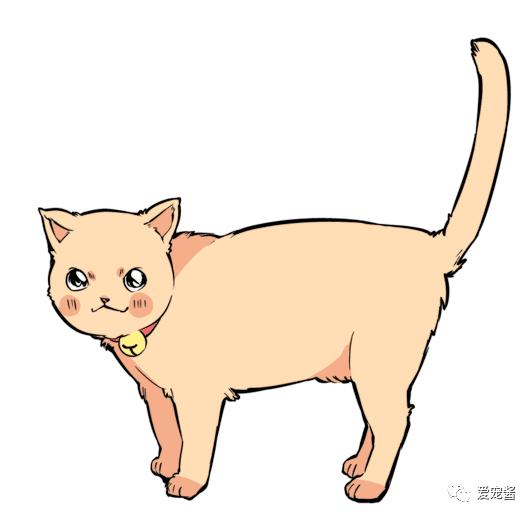 猫咪尾巴竖起来是什么意思,猫咪尾巴各种姿态含义