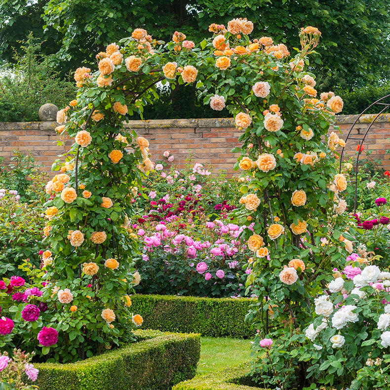 十种超美的花卉爬藤,7种爬藤月季种在小院美如画