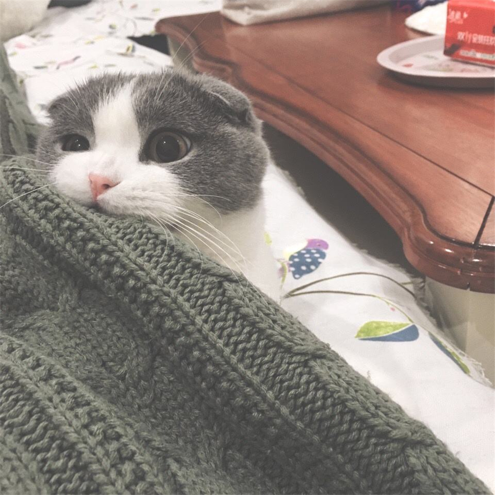 猫咪一个人在家会孤独吗,猫咪单独待在家会抑郁吗