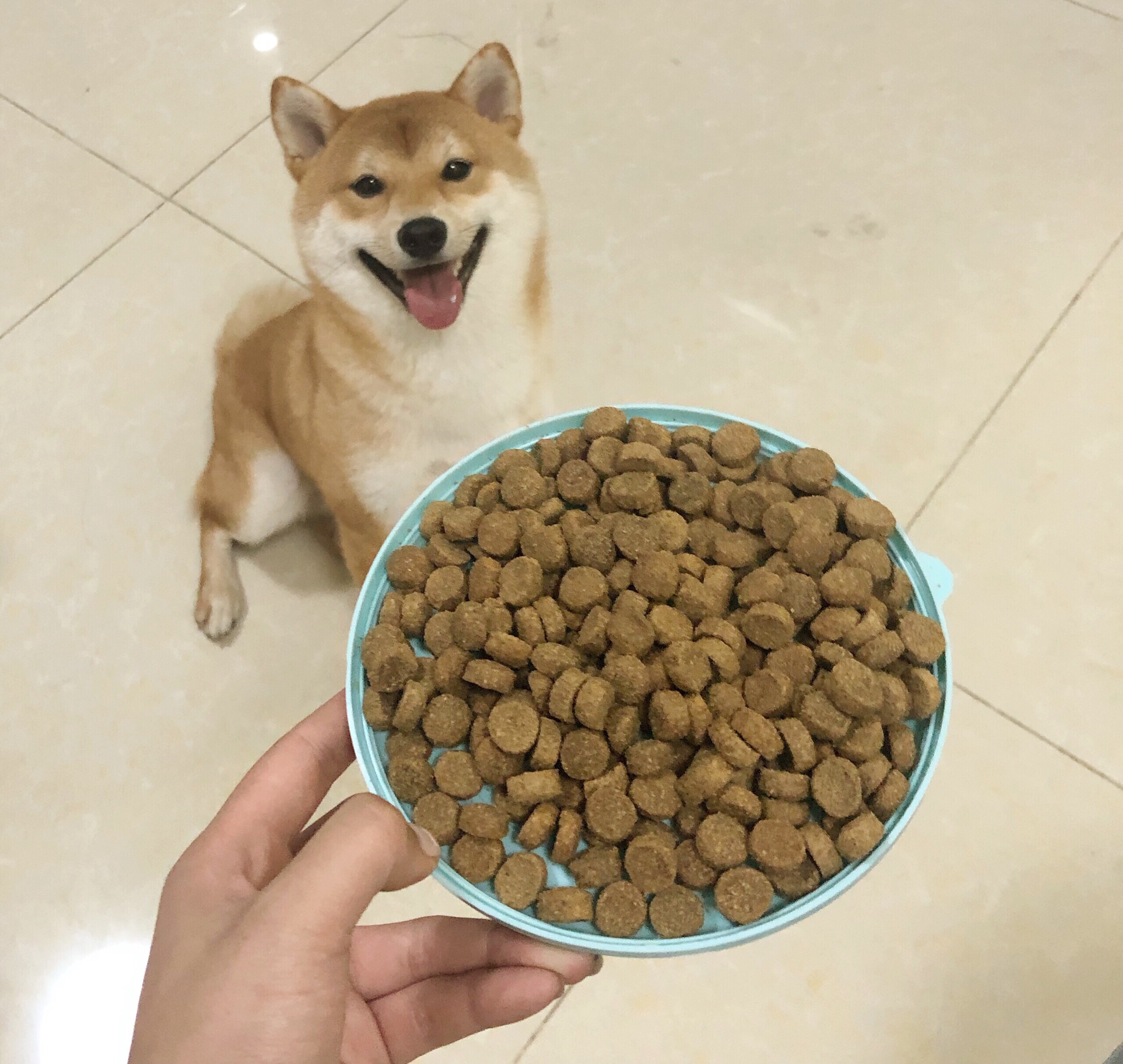 如何训练狗狗四脚踩球,训练狗狗的六大注意事项