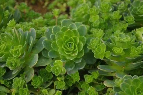 介绍多肉生长特点,多肉植物科普讲解图片视频