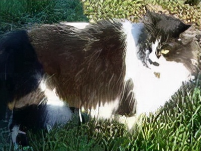 长着胡子的猫咪什么品种,有胡子的猫咪是哪种猫