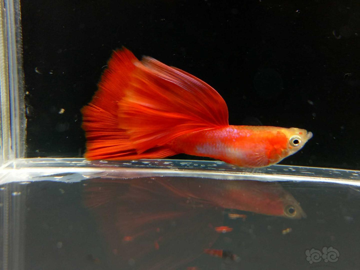 关于水霉病的防治,发现水霉怎么办