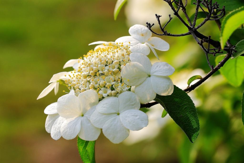 琼花是什么花长在哪里,琼花到底是什么花啊