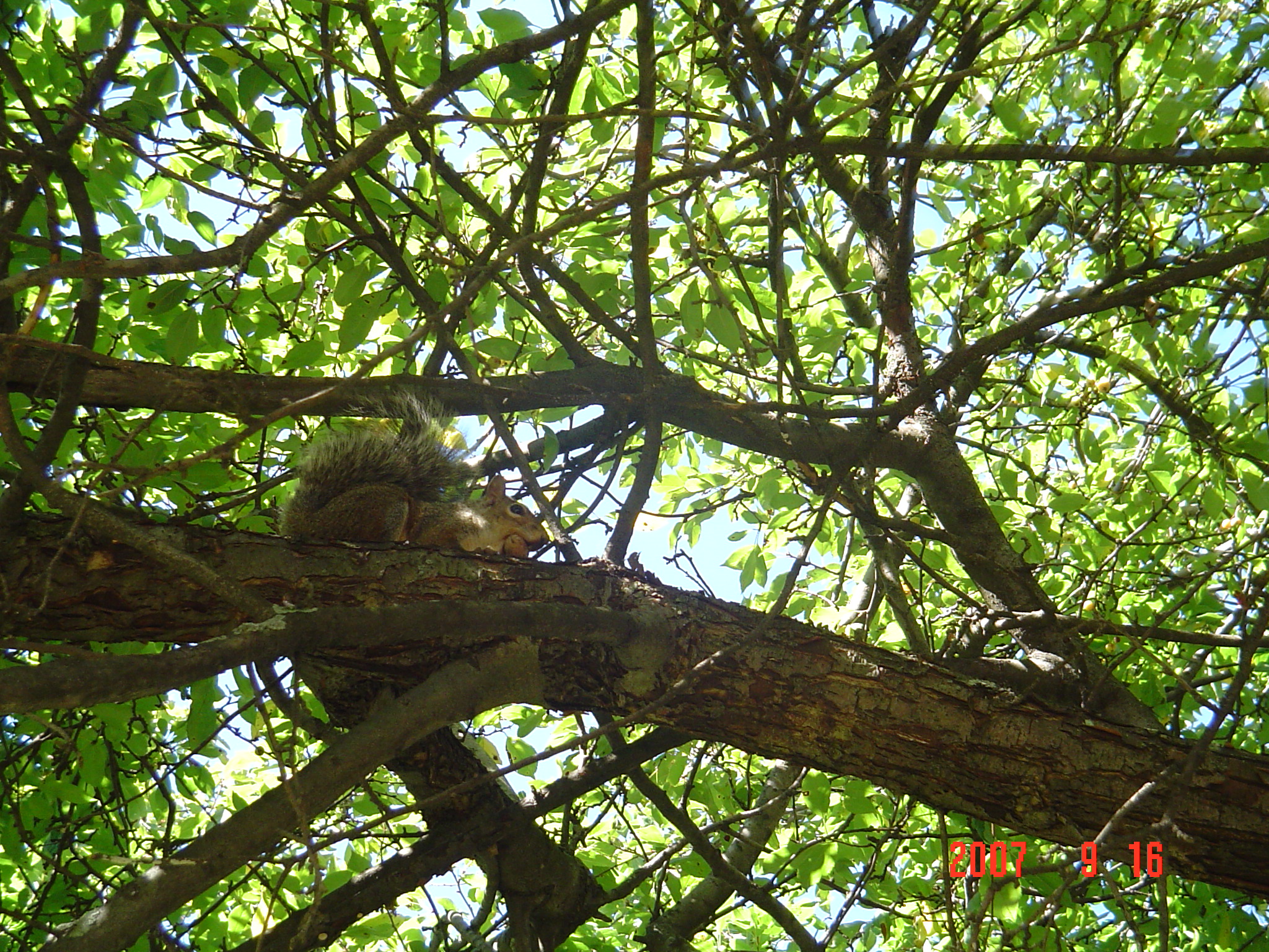 我的“大尾巴”，你在异国他乡还好吗？