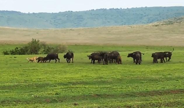 狮子大战野牛被其他野牛围攻,两只狮子对一只野牛展开猎杀