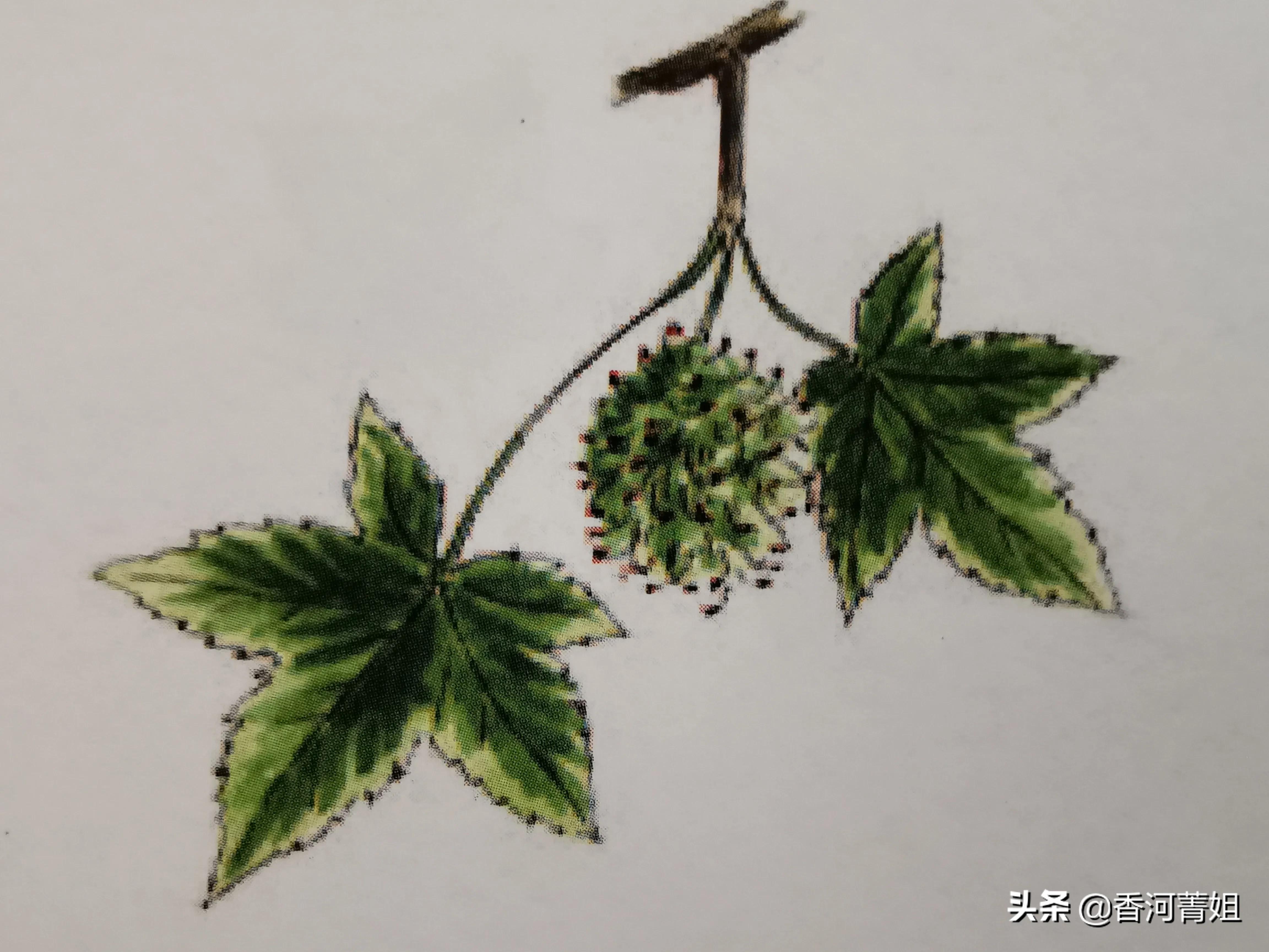 深色硬枫木,进口枫香木