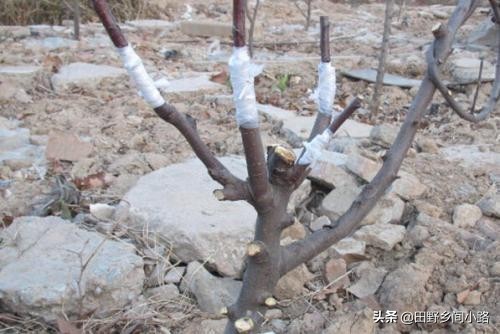 种植苹果树的管理技术,苹果树怎么种植视频