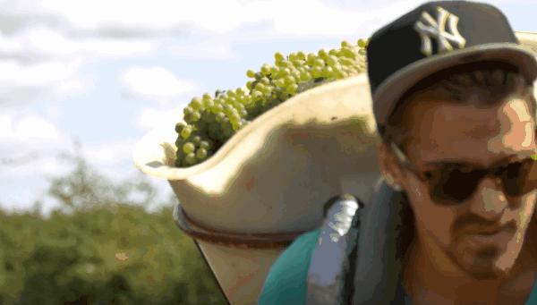 法国葡萄园干活,在法国上班