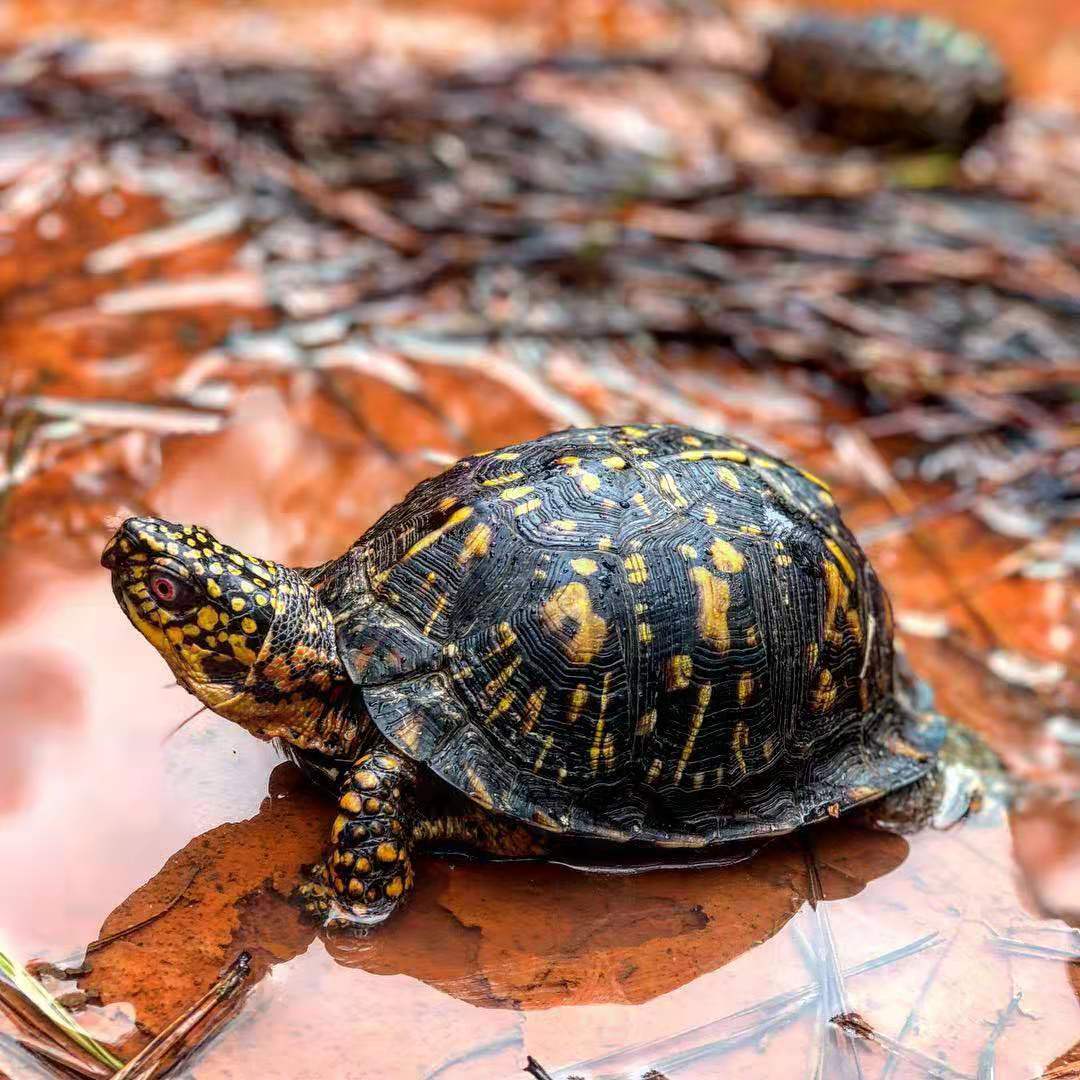 黄缘闭壳龟和东部箱龟谁的成体大,黄缘和箱龟哪个互动性更好