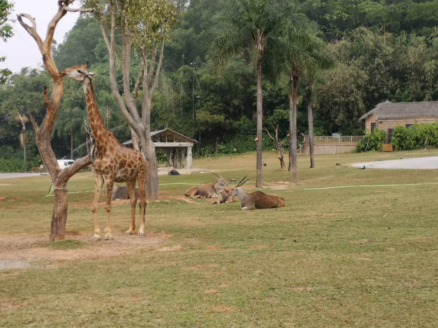 1月广州长隆野生动物园旅游攻略,广州珠海长隆野生动物园四日游
