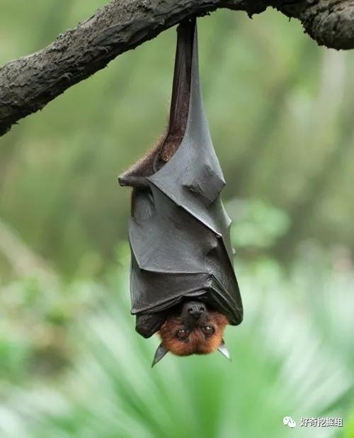 恐怖蝙蝠纪录片,蝙蝠有多可怕小说
