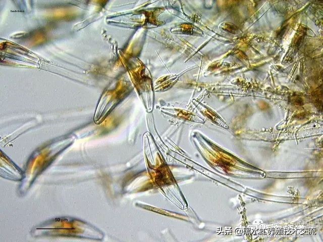 水产藻类大全图片,水产藻类知识大全