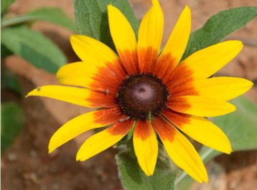 菊花花卉欣赏,菊花类的花好养