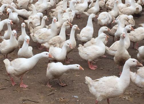 鹅感冒拉白痢用什么中草药,鹅拉青绿色粪便是什么病用什么药