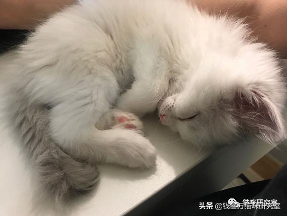 小猫拉稀原因分析,小猫跑肚拉稀怎么办最快最有效