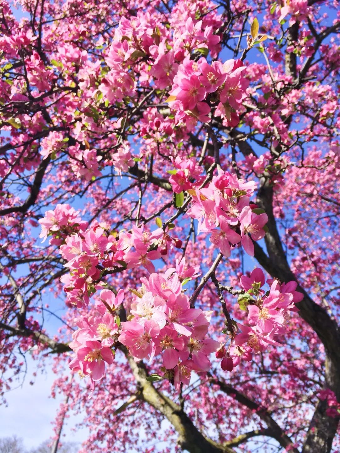 陆游春节的诗,陆游写的关于成都的诗