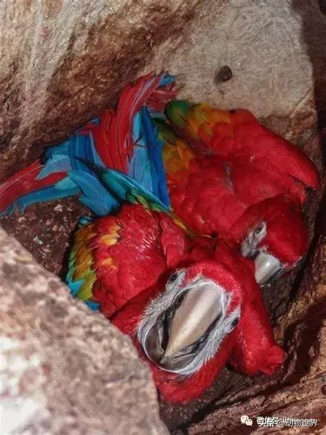 飞翔的彩虹鸟,飞翔的鹦鹉绿幕素材