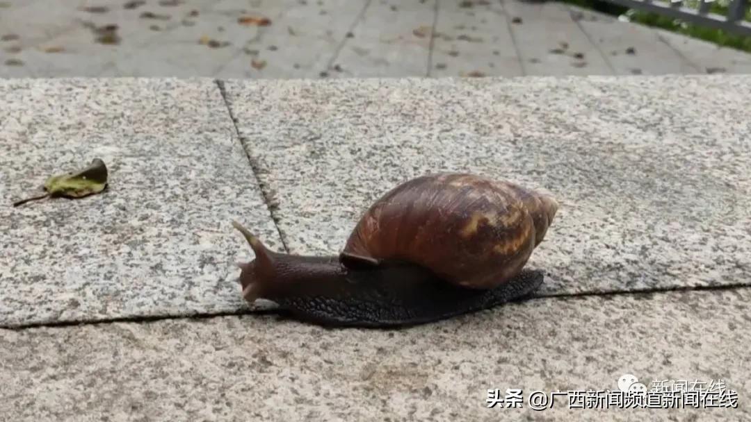 非洲大蜗牛要怎么样消杀,园区大蜗牛消杀