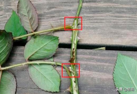 对付月季茎蜂，用钢针扎，多扎几次，掌握了技巧一扎一个准