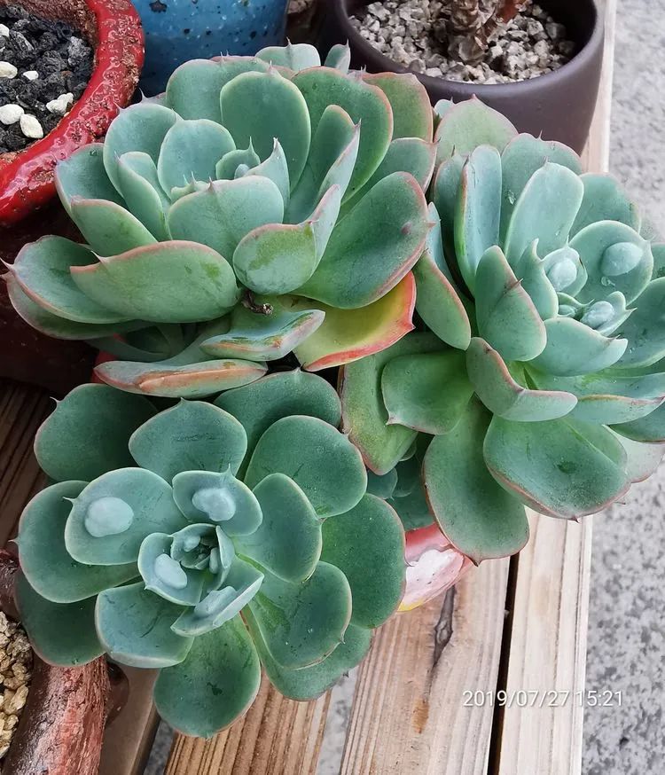 人生就像养多肉一样,人生如同养多肉时间不会怠慢