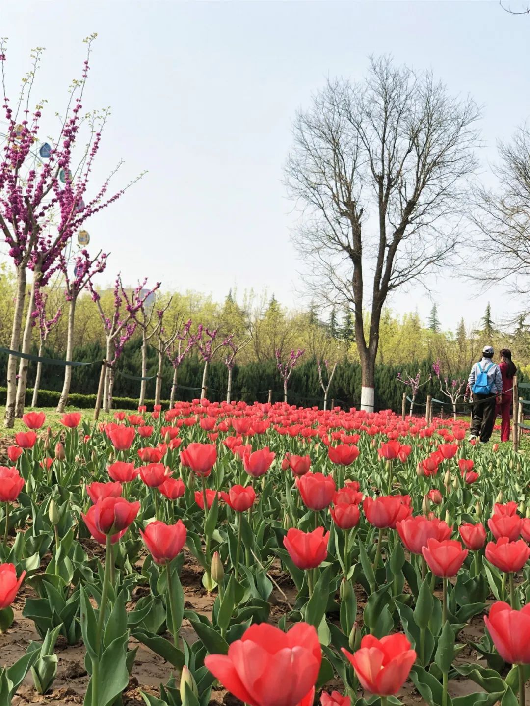 郁金香花海太美了,咸阳湖畔郁金香花海