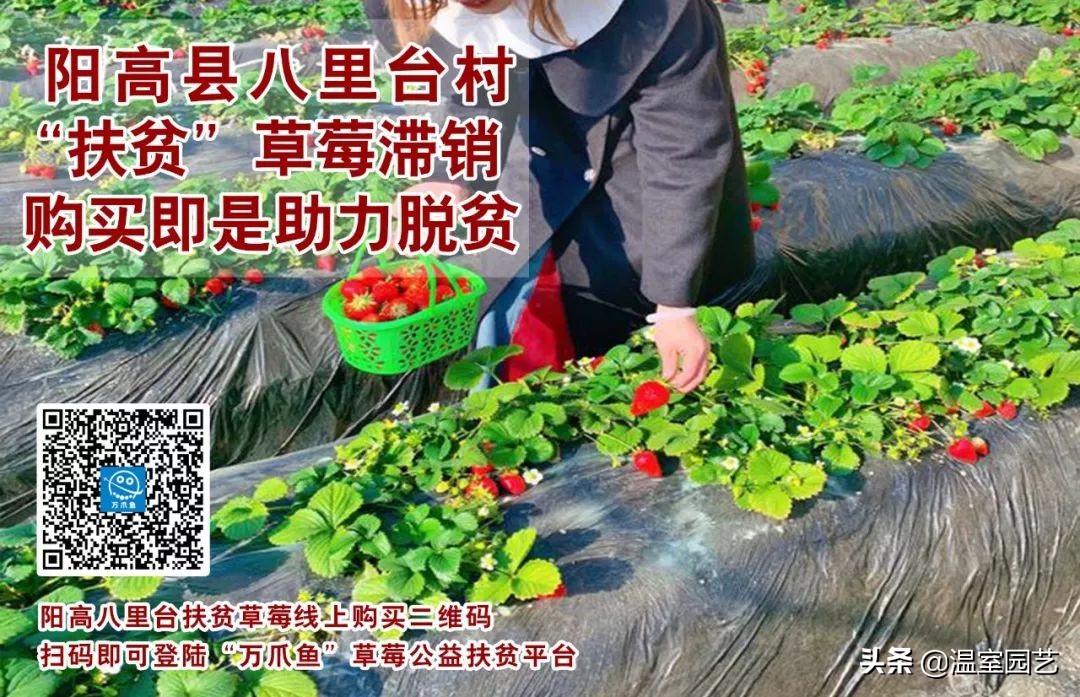 草莓滞销危机,草莓滞销卖不出去了吗