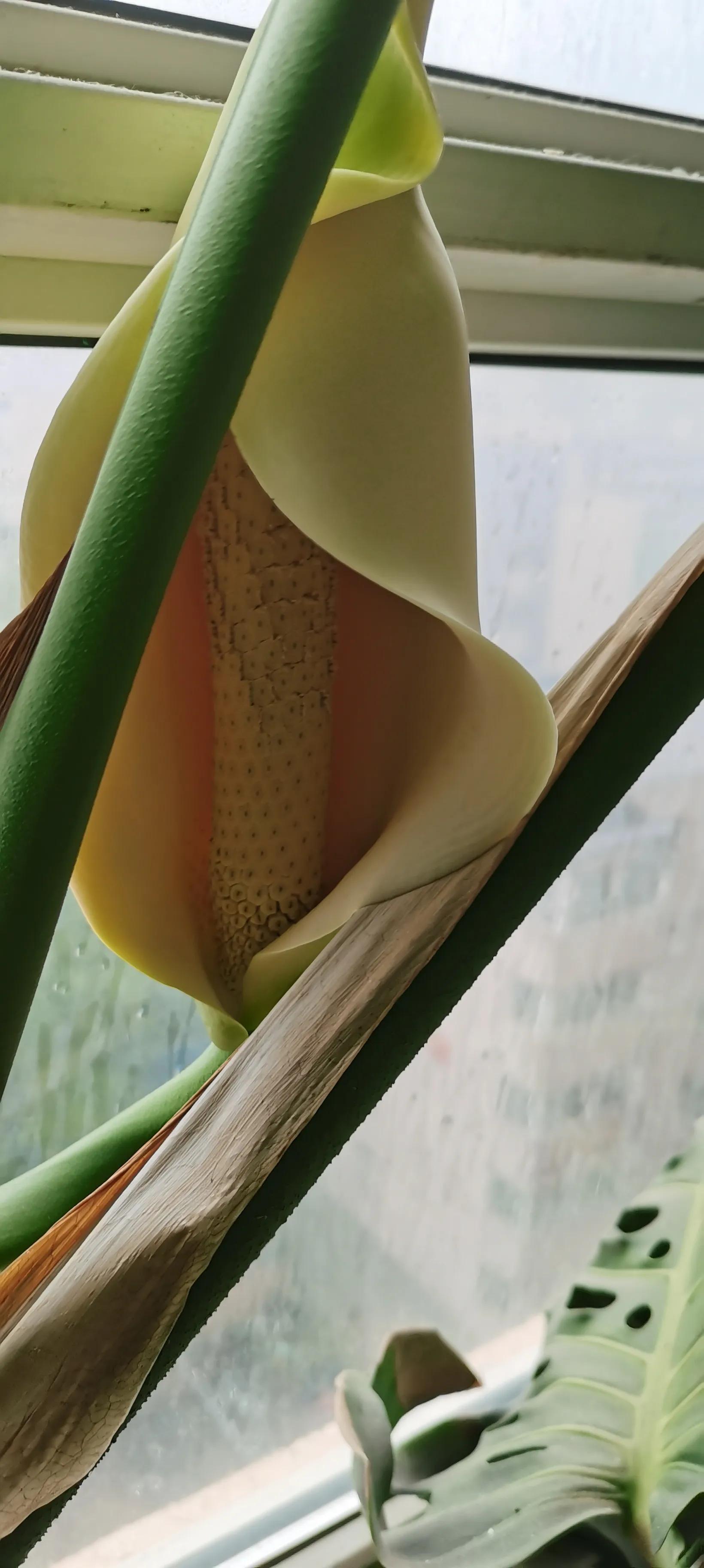 龟背竹开花养殖方法,龟背竹开花图片欣赏