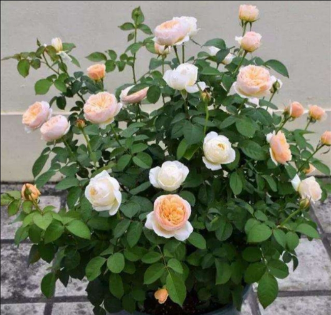 花中皇后月季花视频,小玫瑰月季怎么养护和管理