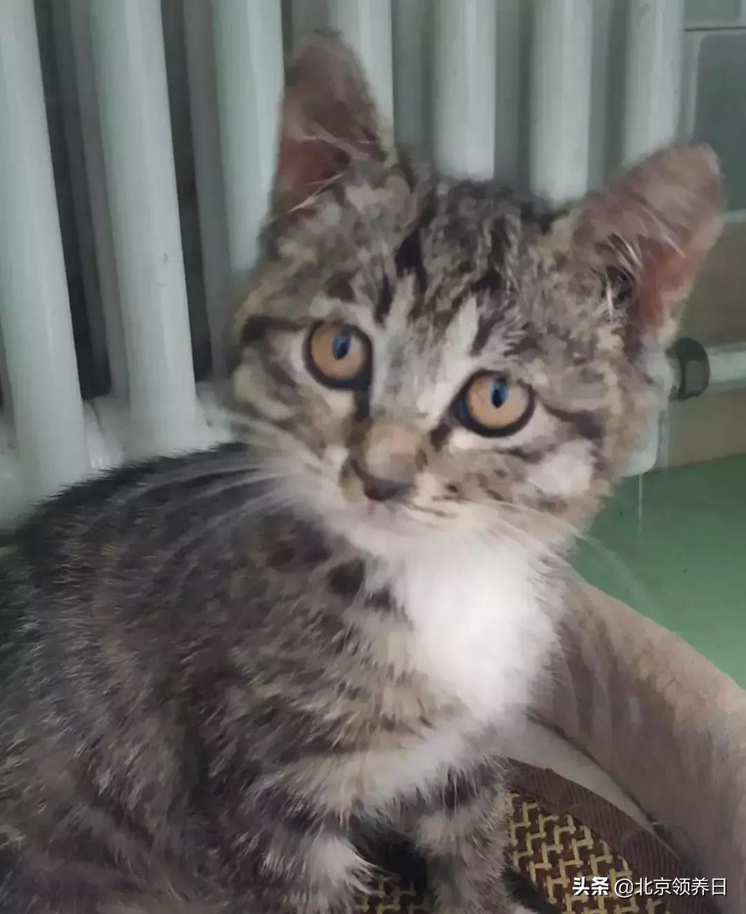 #领养代替购买#给它们一个家|线上宠物领养日,20190608加场