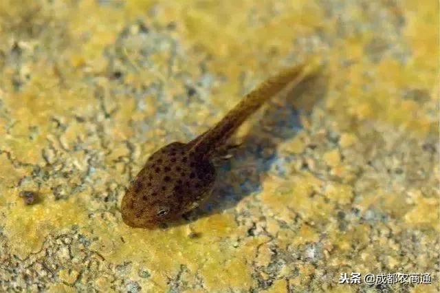 癞蛤蟆身上的白浆和皮是珍贵的中药材！一斤能卖上万元