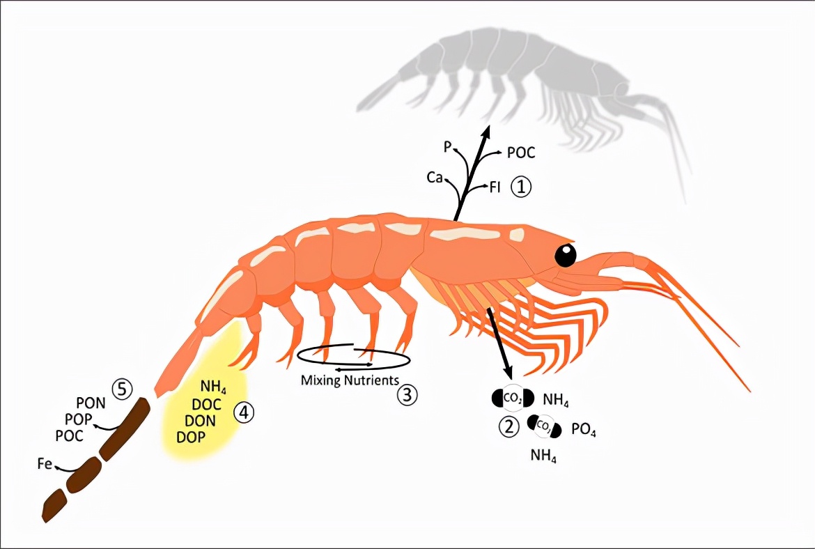哪个国家开采南极磷虾最多,南极磷虾为什么是海上金矿