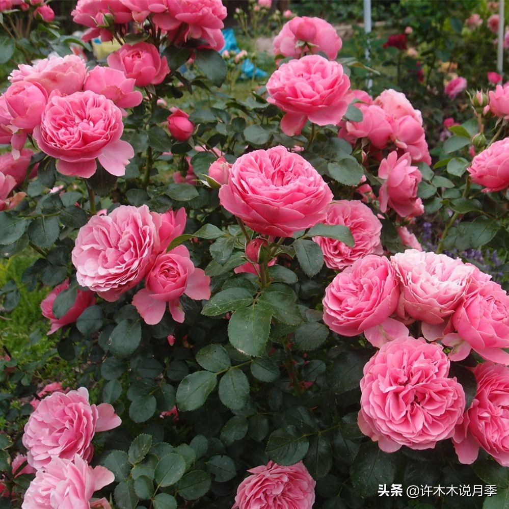 月季不停掉叶子怎么办？教你一招，光杆月季也能重新发芽开花。