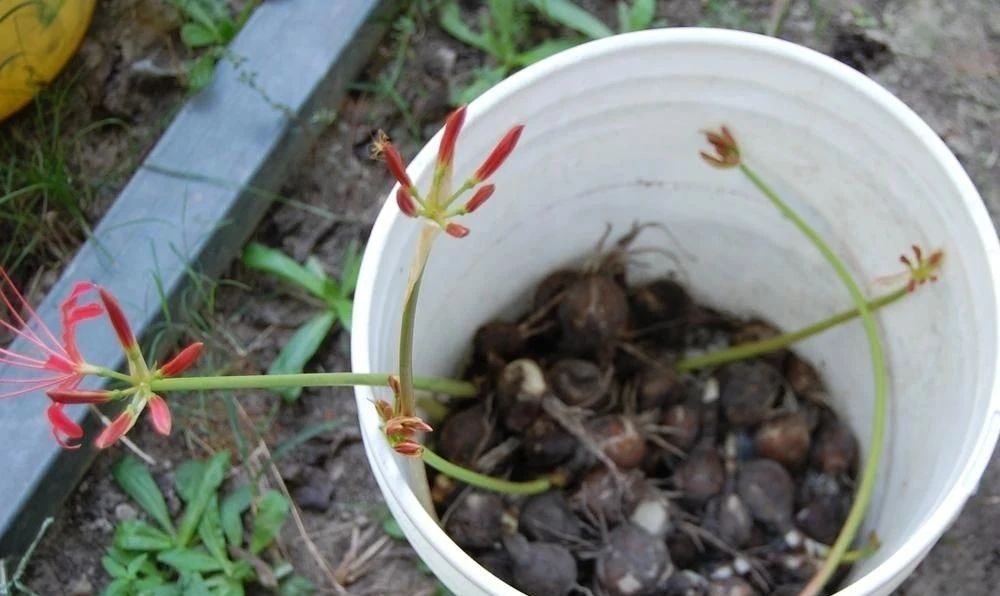 100种耐寒花卉盆栽,10种超好养又好看的花