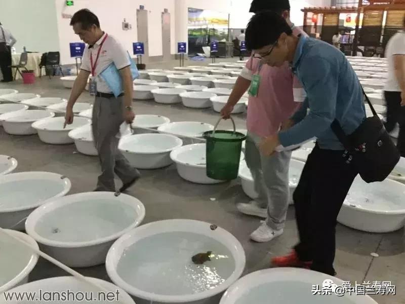 世界金鱼大赛在福州举行,2019中国世界金鱼大赛