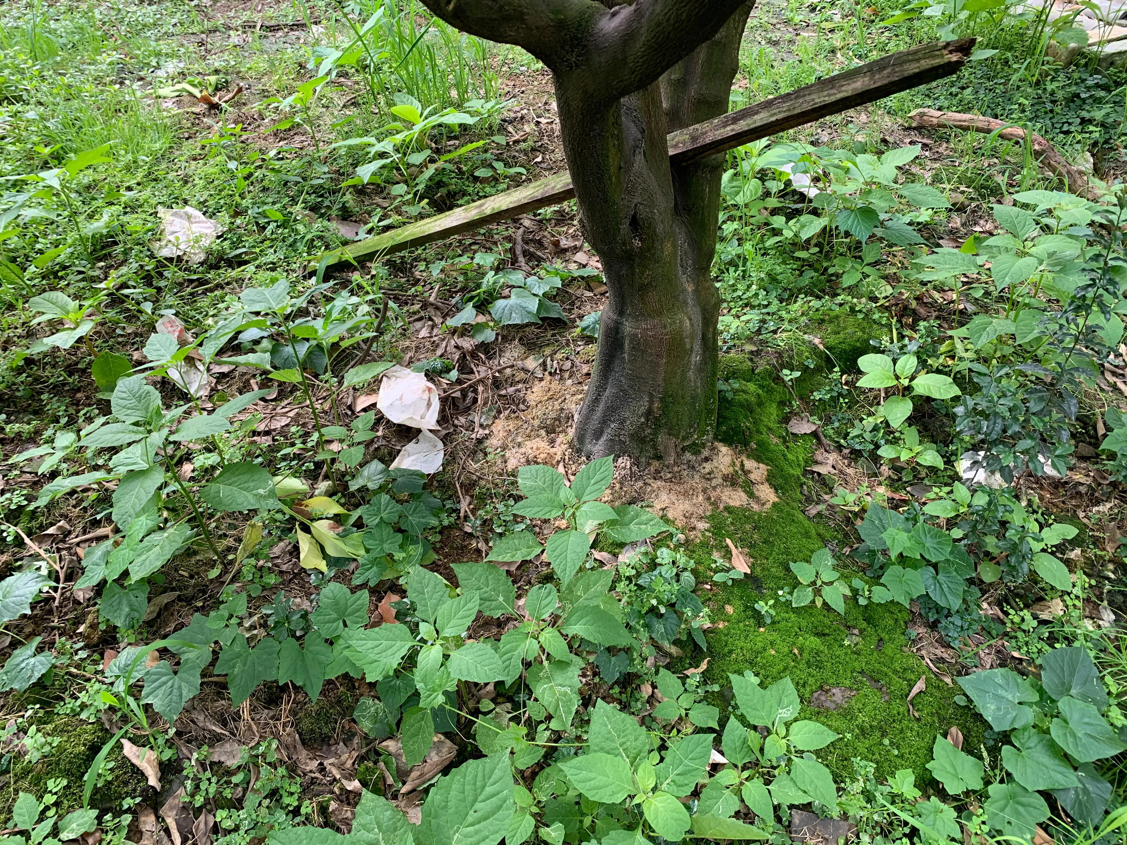 果树怎么打药防治害虫,果树害虫生物防治法