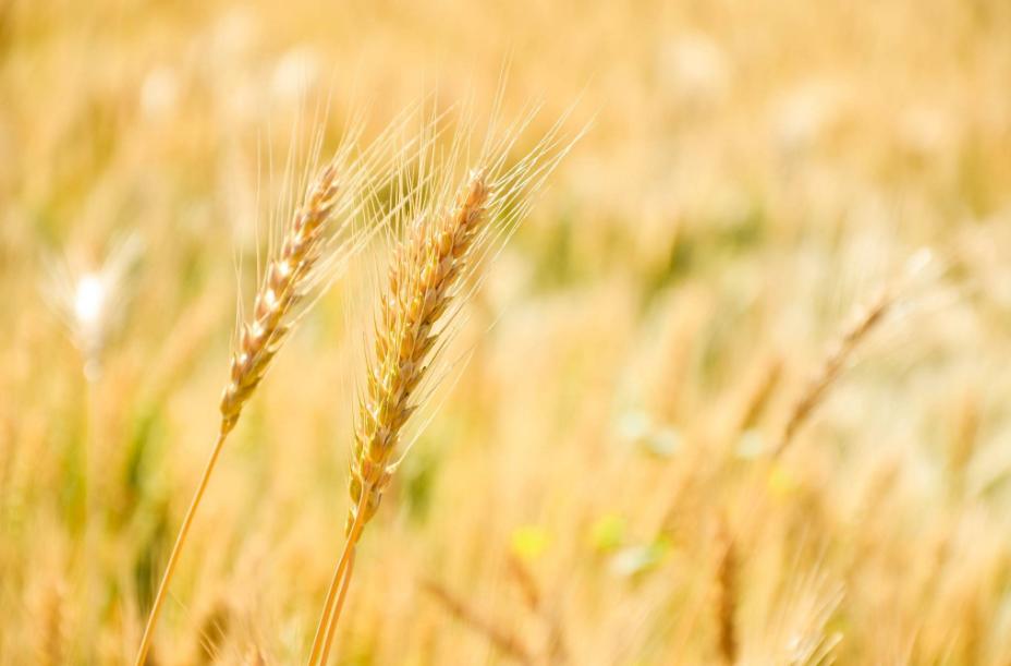 风吹麦浪诗词七绝,风吹麦浪诗词原创