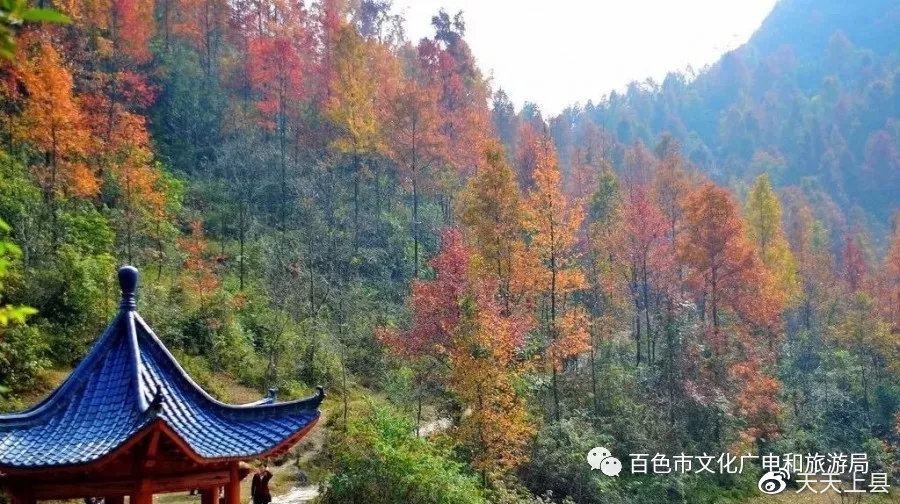 广西枫叶林观赏季节,广西赏枫叶的地方