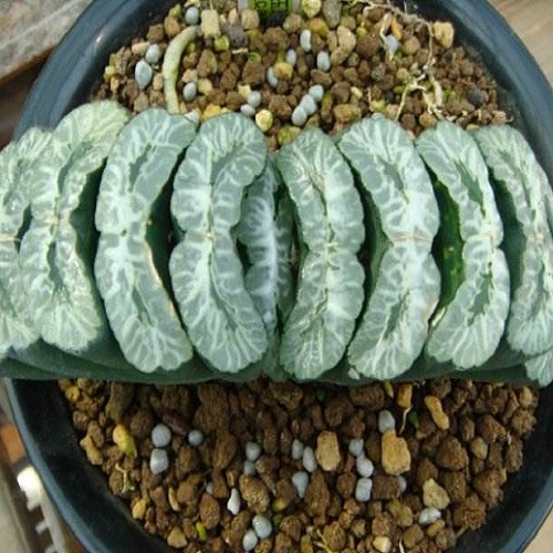 十大最贵的多肉植物排名,世界十大最贵的多肉植物排名