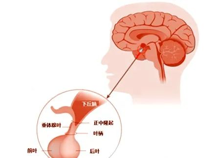 健康科普视频神经内科,神经外科健康科普宣教视频