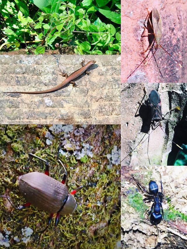 半个重庆人的感受,重庆游玩四面山到哪里玩