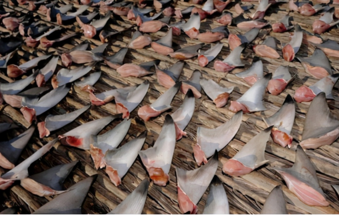 哥伦比亚成功抓获头号毒枭,哥伦比亚近期抓捕新闻