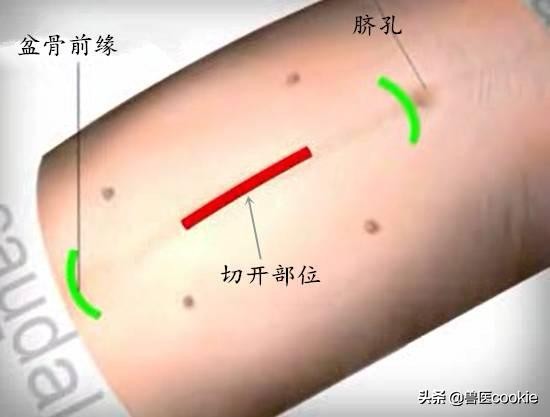 科普:关于犬猫去势/绝育的知识